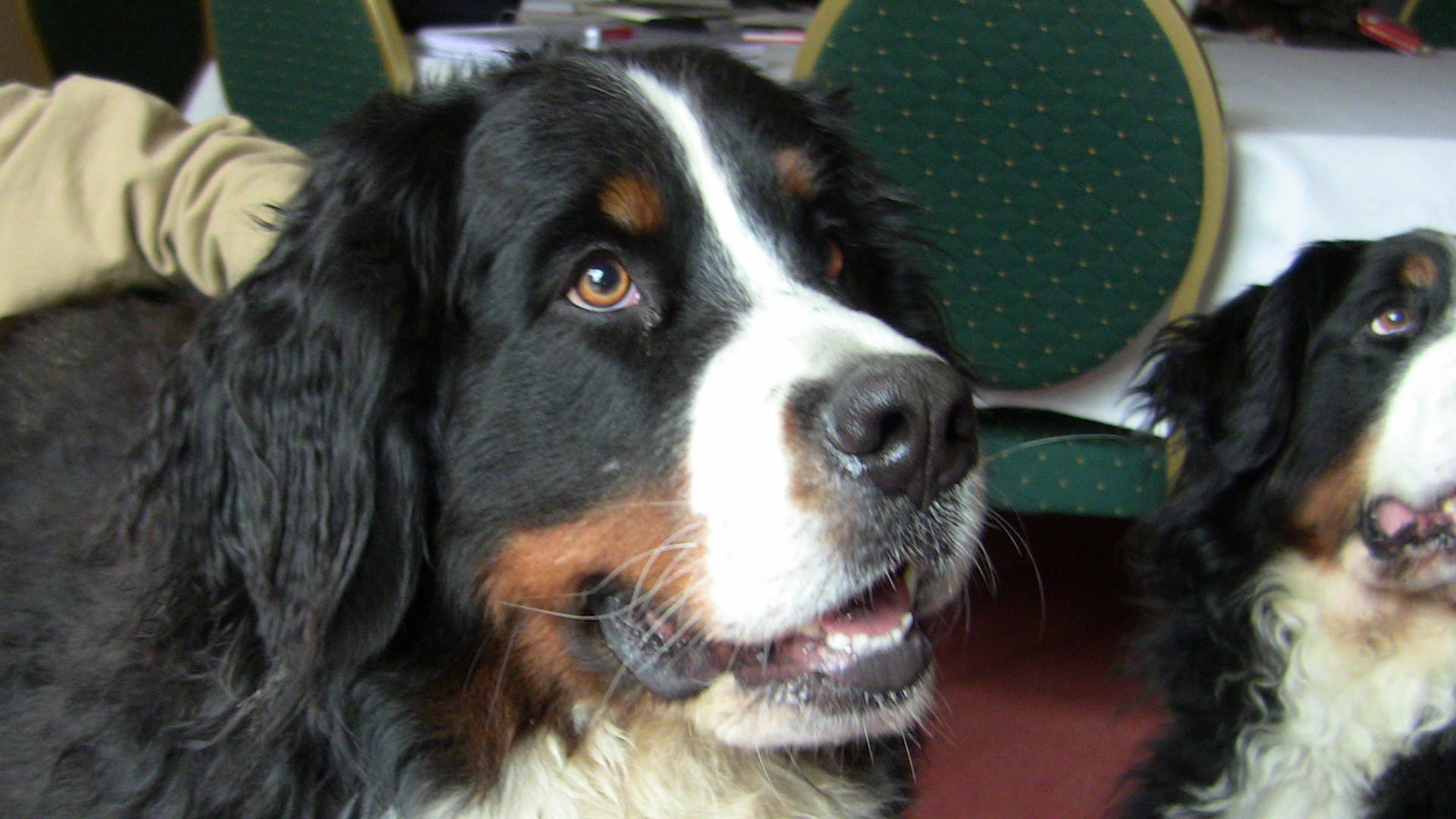 8 Morgo.JPG (1920 x 1080)